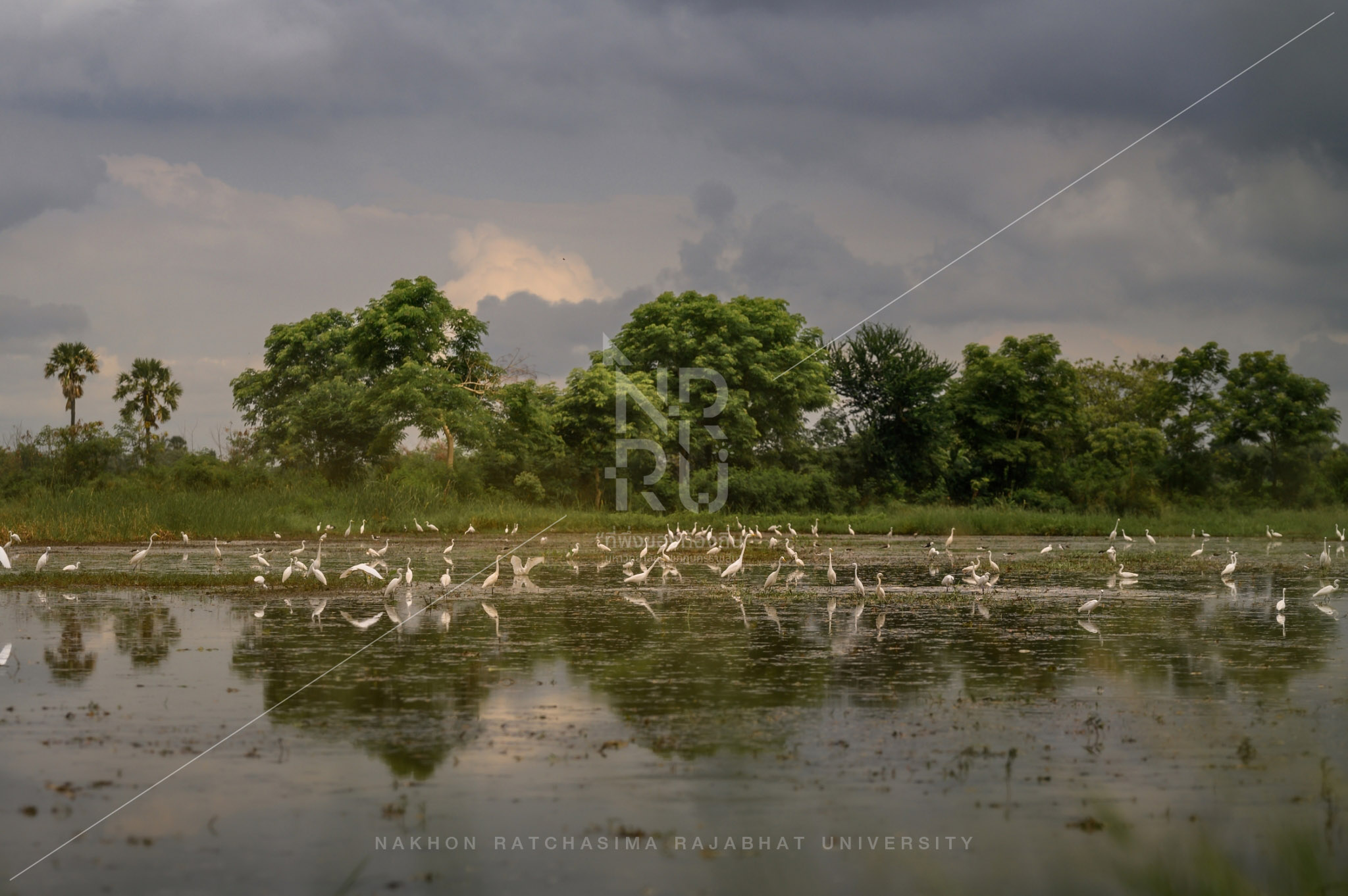 Rice Field in Talat Sub-District (3)